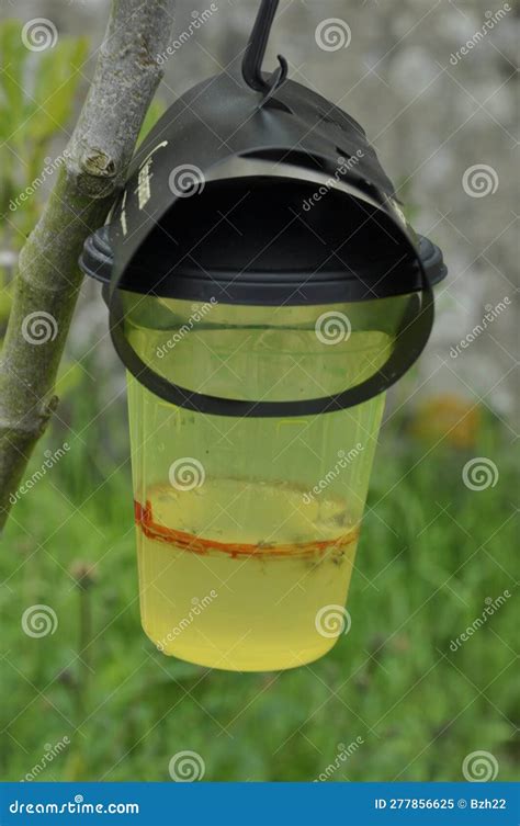 Asian Hornet Trap in a Garden Stock Image - Image of insect, catch: 277856625