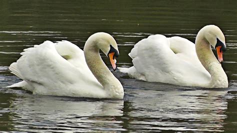 Swans Dancing Mating Dance Or Rotation Display Youtube