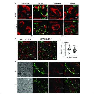 SSTP1 Induces Apoptosis In Oral Cancer Cells A HSC 4 Cells Were