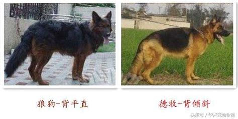 一眼分辨中国狼狗和德国牧羊犬 不要被不良的狗贩子忽悠了德牧