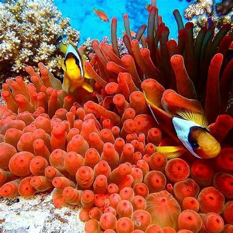 Red Life Red Anemone Fish In Their Red Anemone In The Red Sea