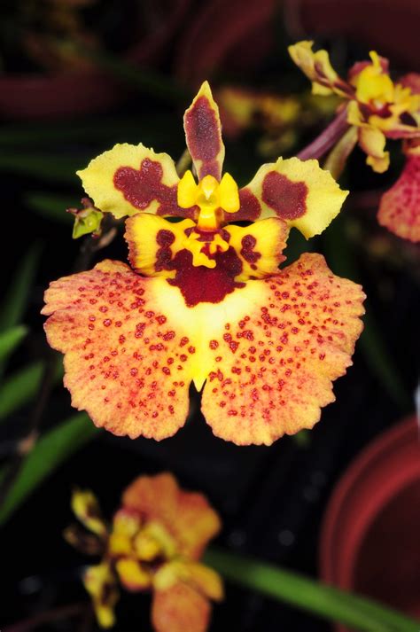 Tolumnia Jairak Rainbow Yellow Seen At Schwerter Orchideen Flickr