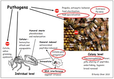 Sick Bees Part 3 The Bee Immune System Scientific Beekeeping