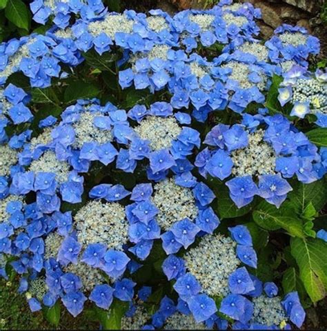 Гортензія широколистна "Blaumeise" - Gloria-Garden