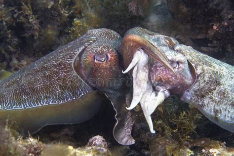 Giant Australian Cuttlefish Stock Photos Free Royalty Free Stock