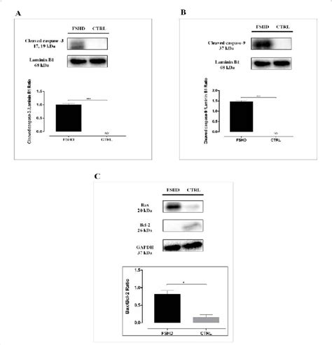 Western Blot Analysis For Cleaved Caspase 3 A Cleaved Caspase 9 B