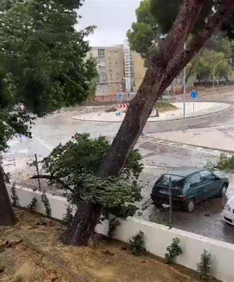 los  de arboles cayendo  comentarista mujer estan de moda