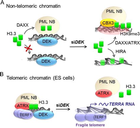 Model Of Regulation Of Loading Of H On Chromatin By Dek A Outside