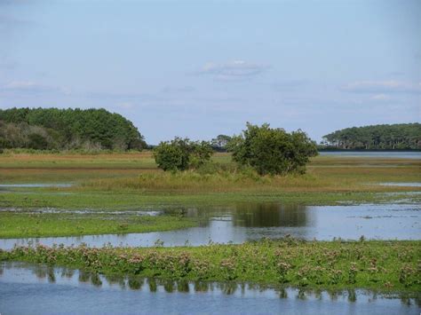 Public Domain Picture Chincoteague National Wildlife Refuge Salt Water Marsh Id