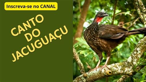 JACUGUAÇU CANTANDO Jacu Velho Rio Grande do Sul Jacuaçu Jacu