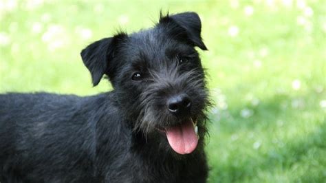 Do Patterdale Terriers Shed Hair