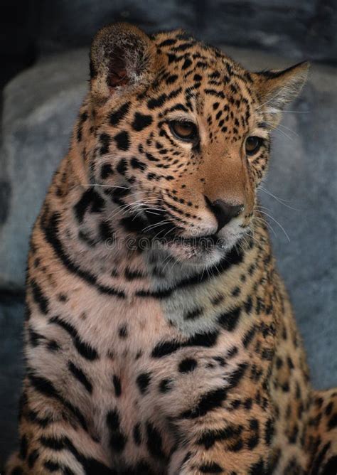 Jaguar Cub is a Feline in the Panthera Genus Stock Image - Image of ...