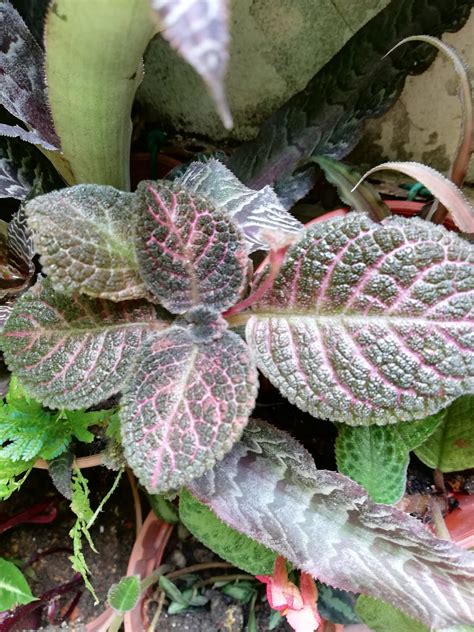 Garden Chronicles Of James David Episcia Collection Kee Wee