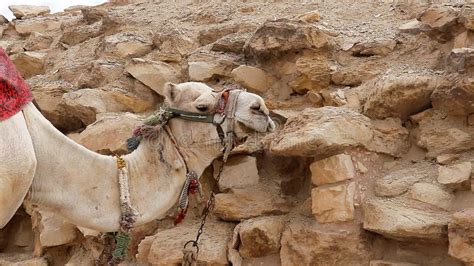 A Pirâmide Do Antigo Joeiro Egípcio No Egito Saqqara Foto de Stock