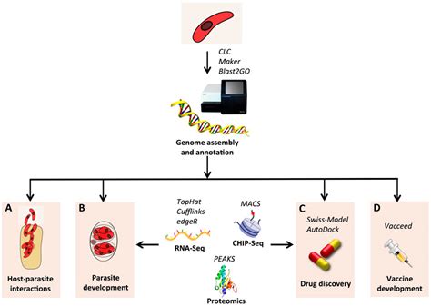 Schematic View Of The In Silico Analysis Of Genomic Data For C Suis