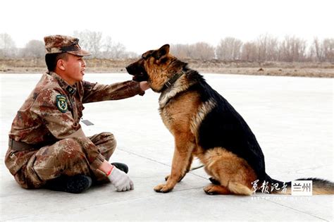 军犬服役三年成戍边“尖兵” 巡逻中多次帮官兵避险