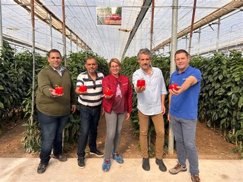 Las Cuatro Fases Para Lanzar Una Variedad De Pimiento Basf