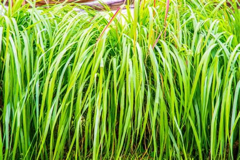 Background Of Vetiver Grass Stock Image Image Of Leaf Vetiver 175310469