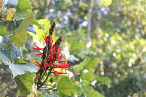 Erythrina Mulungu Plant Close Up With Black Background Stock Image