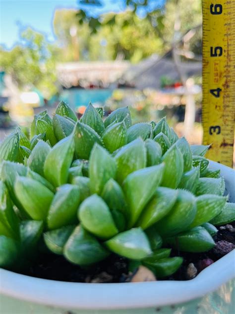 Rare Haworthia Obtusa Var.pilifera Cluster Live Rooted - Etsy
