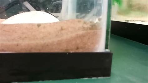 Horseshoe Crab Hatchlings Youtube