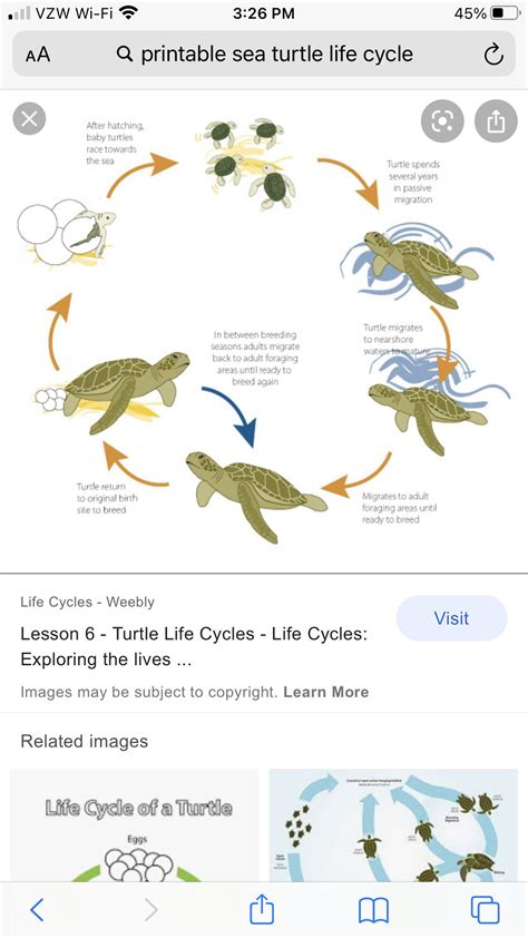 Baby Turtles Sea Turtles Sea Turtle Life Cycle Biology Notes Marine