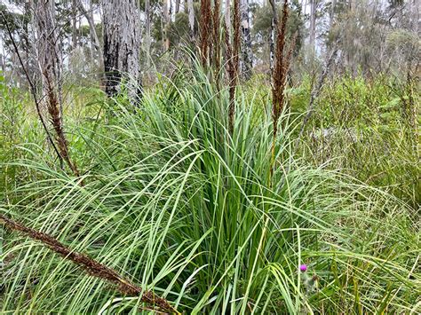 Saw Sedge Bushcraft Survival Australia