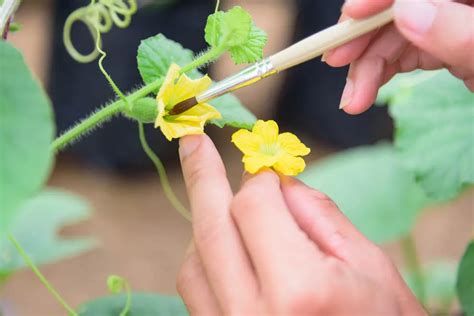 All About Apricot Tree Pollination One Tree Or Two The Fruit Grove