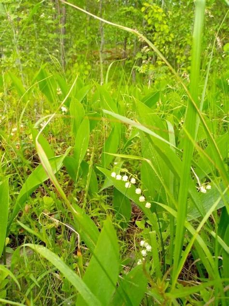 Ландыши: где растут, когда цветут, фото ландышей в природе