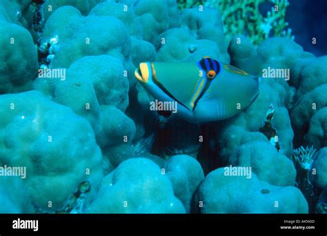 Arabian Picasso Triggerfish Rhinecanthus Assasi Panorama Reef Abu