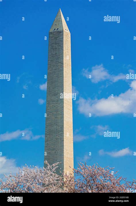 Washington Monument At Cherry Blossom Stock Photo Alamy