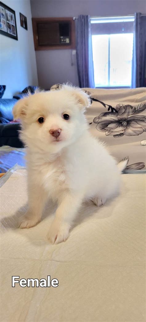 Pomeranian X Chihuahua - Burwood - PetsForHomes