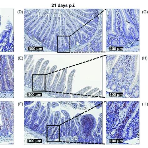 The Infection Of Jirds With Giardia Duodenalis Trophozoites Triggers Download Scientific