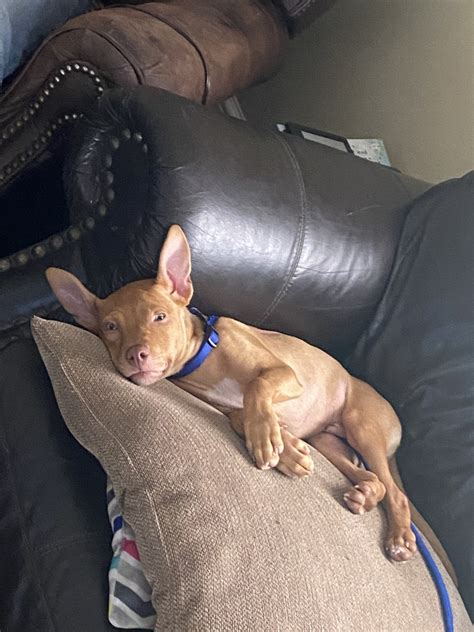 Pharaoh Hound Puppies For Sale | Charleston, SC #335164