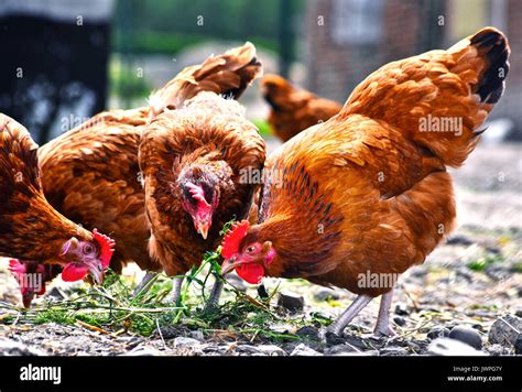 Chickens On Traditional Free Range Poultry Farm Stock Photo Alamy