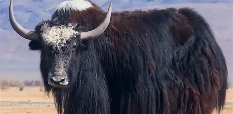 The Mighty Yak: Surviving And Thriving In The High Altitude Environment