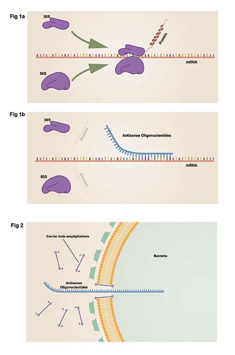 Antisense Oligonucleotides | IndieOnly Design