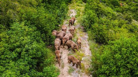 150K People Evacuated as Elephant Herd Returns to China Nature Reserve