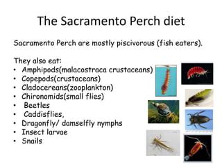 The sacramento perch | PPT