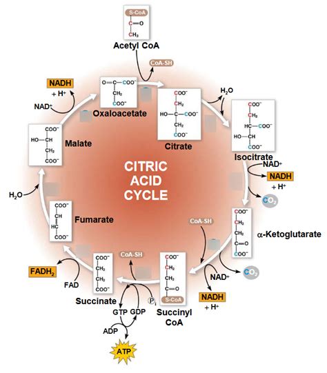 Citric Acid Cycle Diagram Quizlet