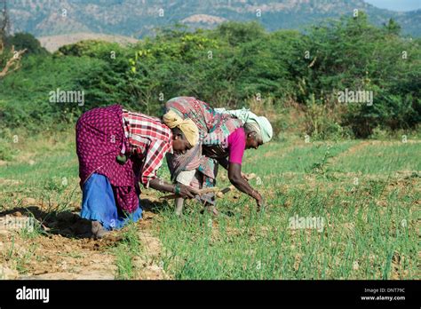 Elderly Indian women tilling the hard soil with hand tools in a field ...