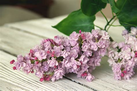 Видео мастер класс "Махровая сирень" в интернет-магазине Ярмарка ...