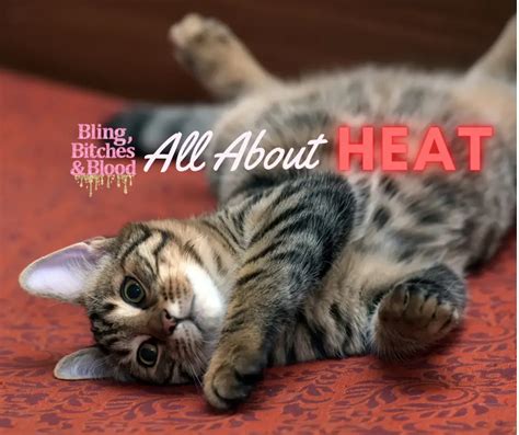 Cat in Heat Behavior, What to Know About Feline Estrus