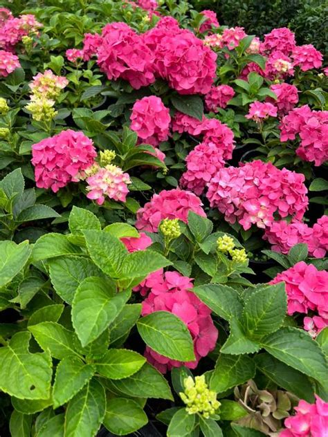 Hydrangea Macrophylla Dwarf Pink Neth Plant