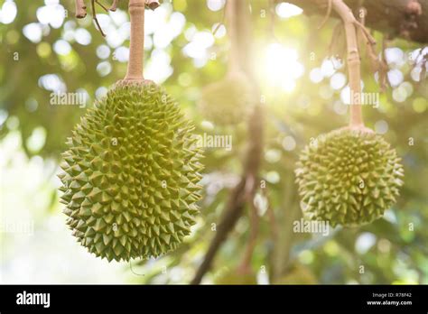 Musang king durian tree in farm Stock Photo - Alamy