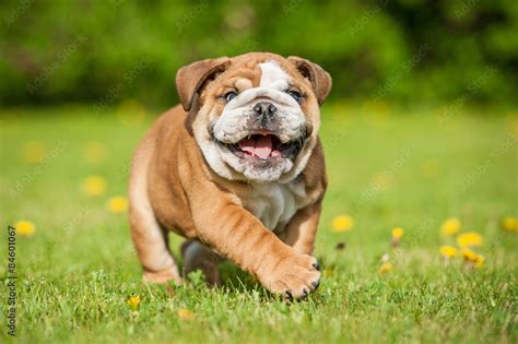 Happy English Bulldog