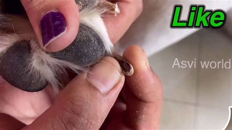 How To Trim Your Dogs Nails At Home Step By Step With Tips Tricks