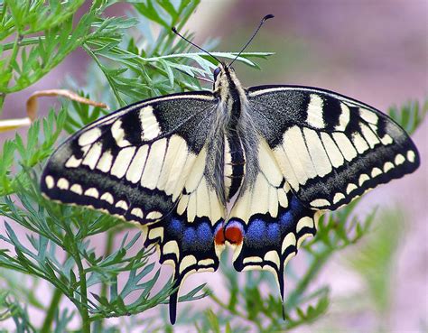 Swallowtail Papilio Machaon Schwalbenschwanz An M Hre E Flickr