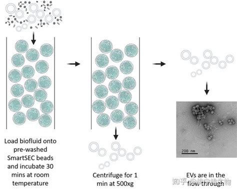 外泌体纯化新武器SmartSEC尺寸排阻色谱 知乎