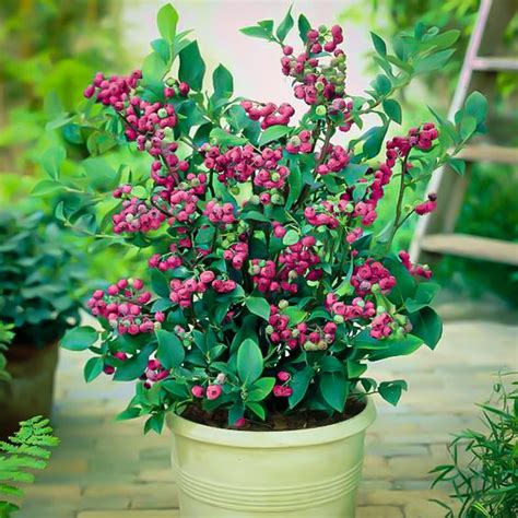 Pink Lemonade Blueberry Bushes For Sale The Tree Center™